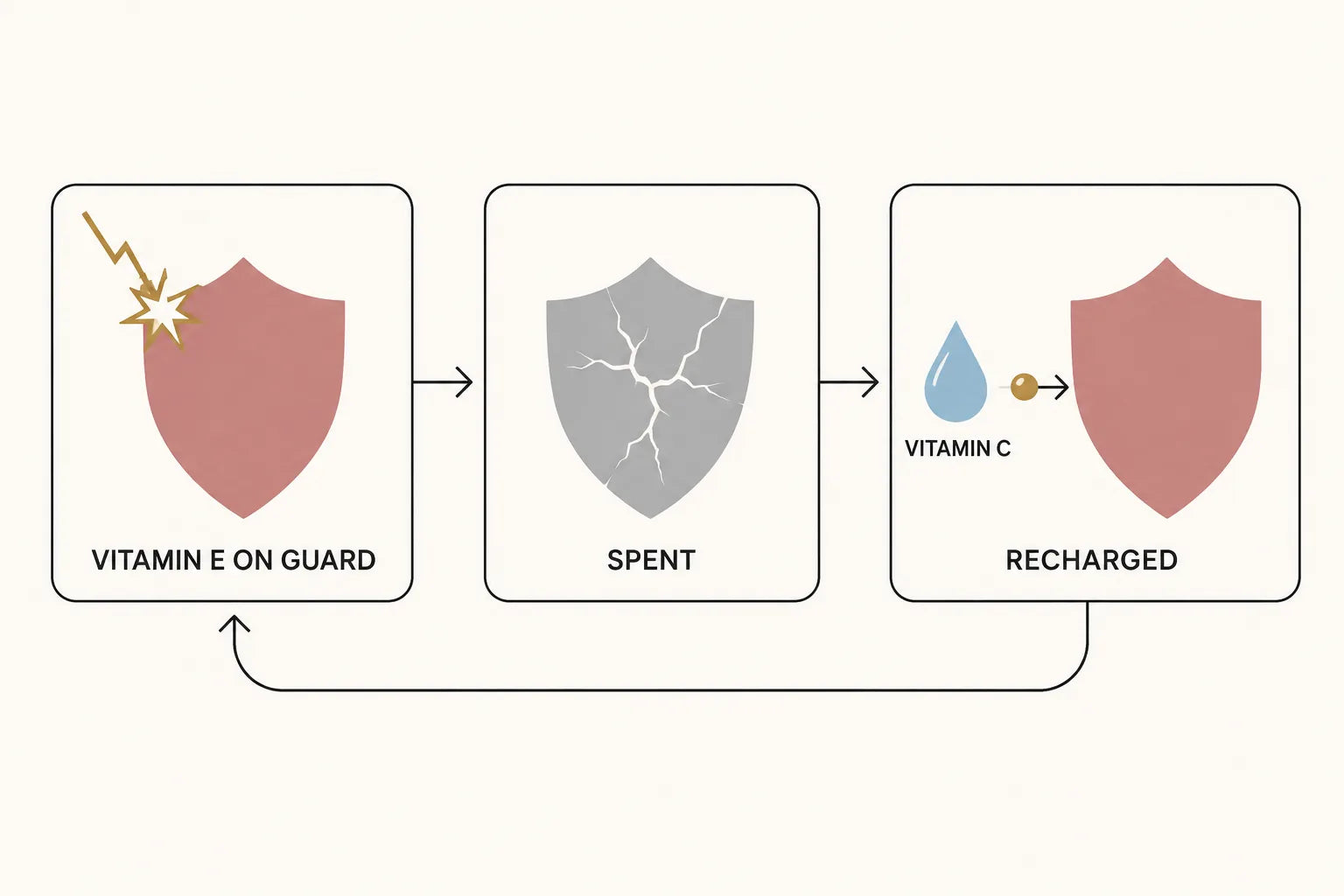 Three-panel loop infographic: vitamin E on guard, spent, then recharged by vitamin C