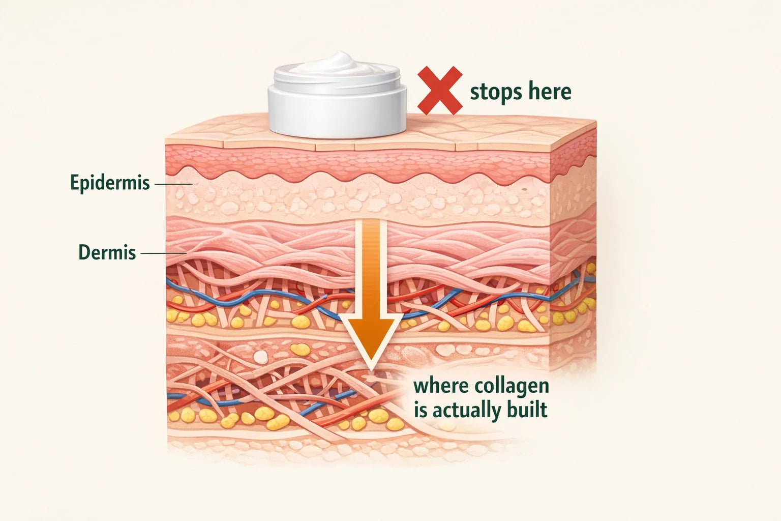 Cross-section of skin layers showing a cream stopping at the surface while collagen is built far below in the dermis