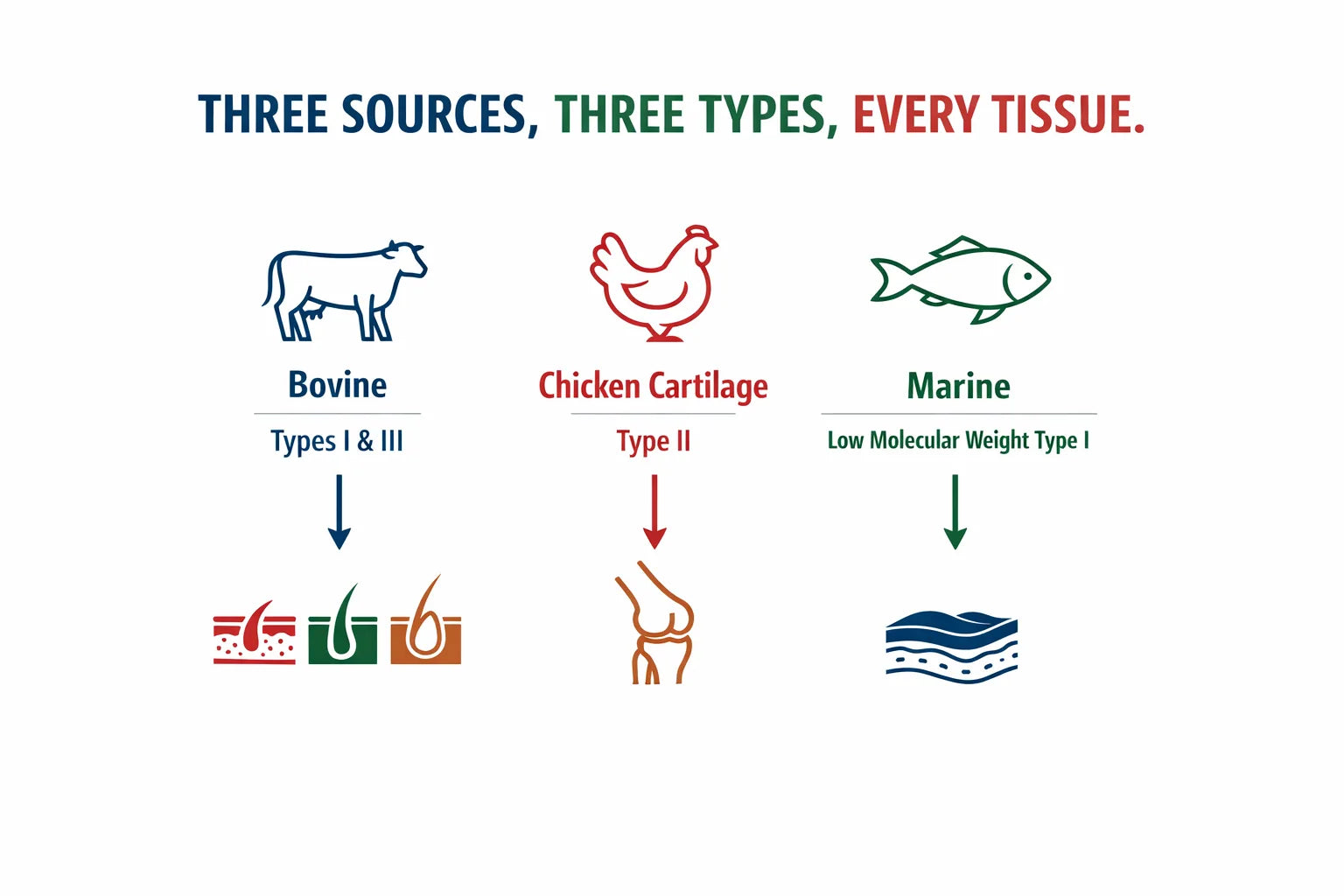 Infographic showing bovine collagen for types one and three, chicken cartilage for type two, and marine collagen for low molecular weight type one