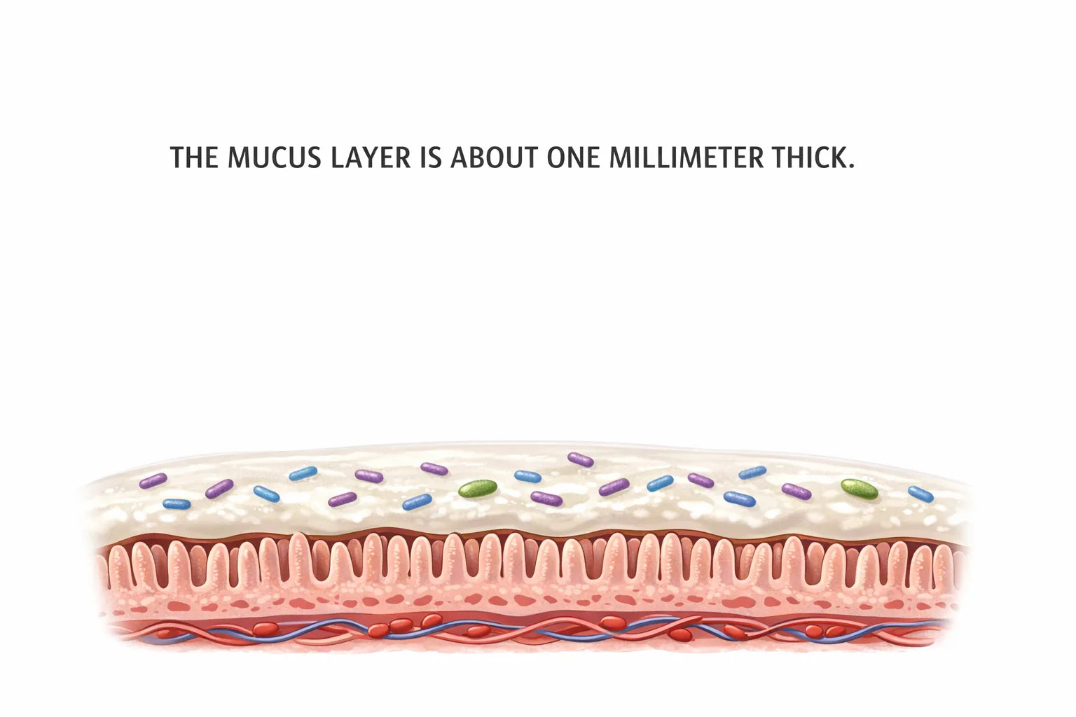 Cross-section illustration of a healthy one-millimeter gut mucus layer with bacteria living inside it