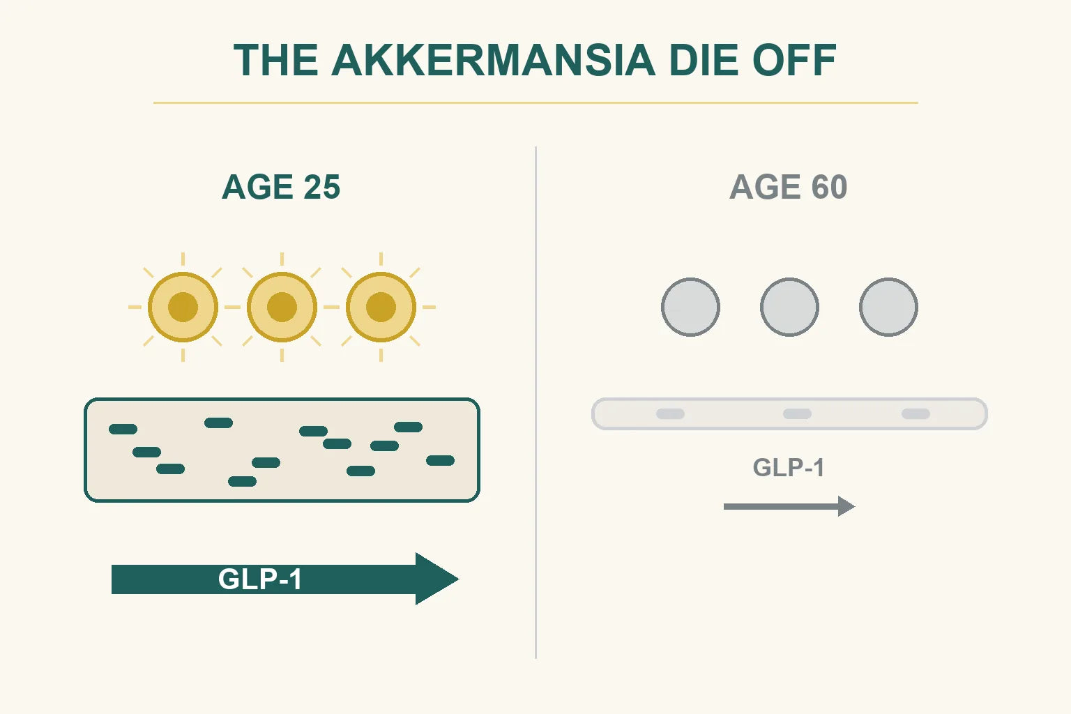 The Akkermansia die-off: a thick mucus layer at age 25 against a thin patchy layer at age 60