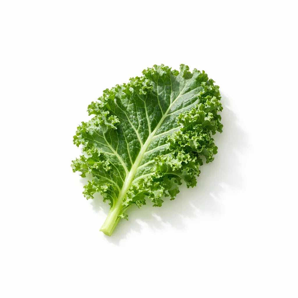 A curly kale leaf