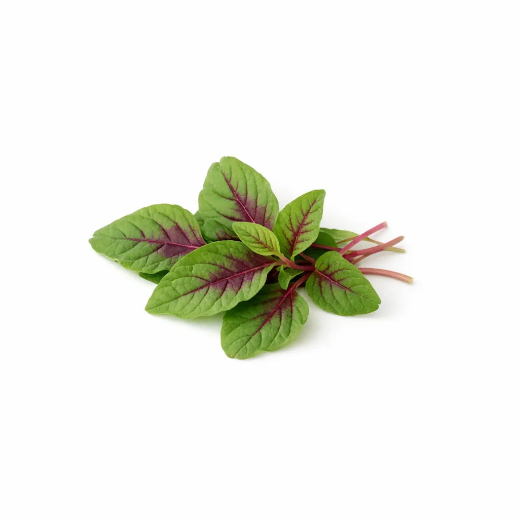 Amaranth leaves with red-purple veining
