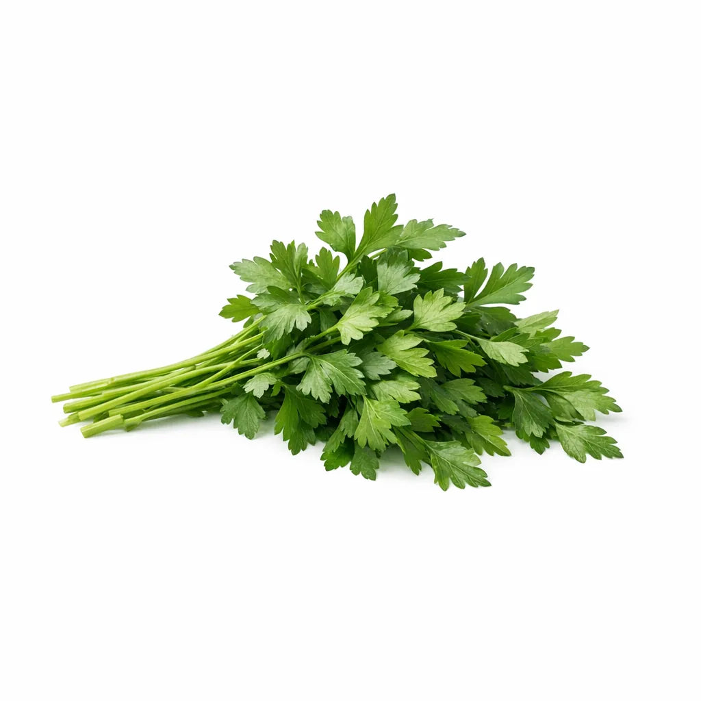 A bunch of flat-leaf parsley