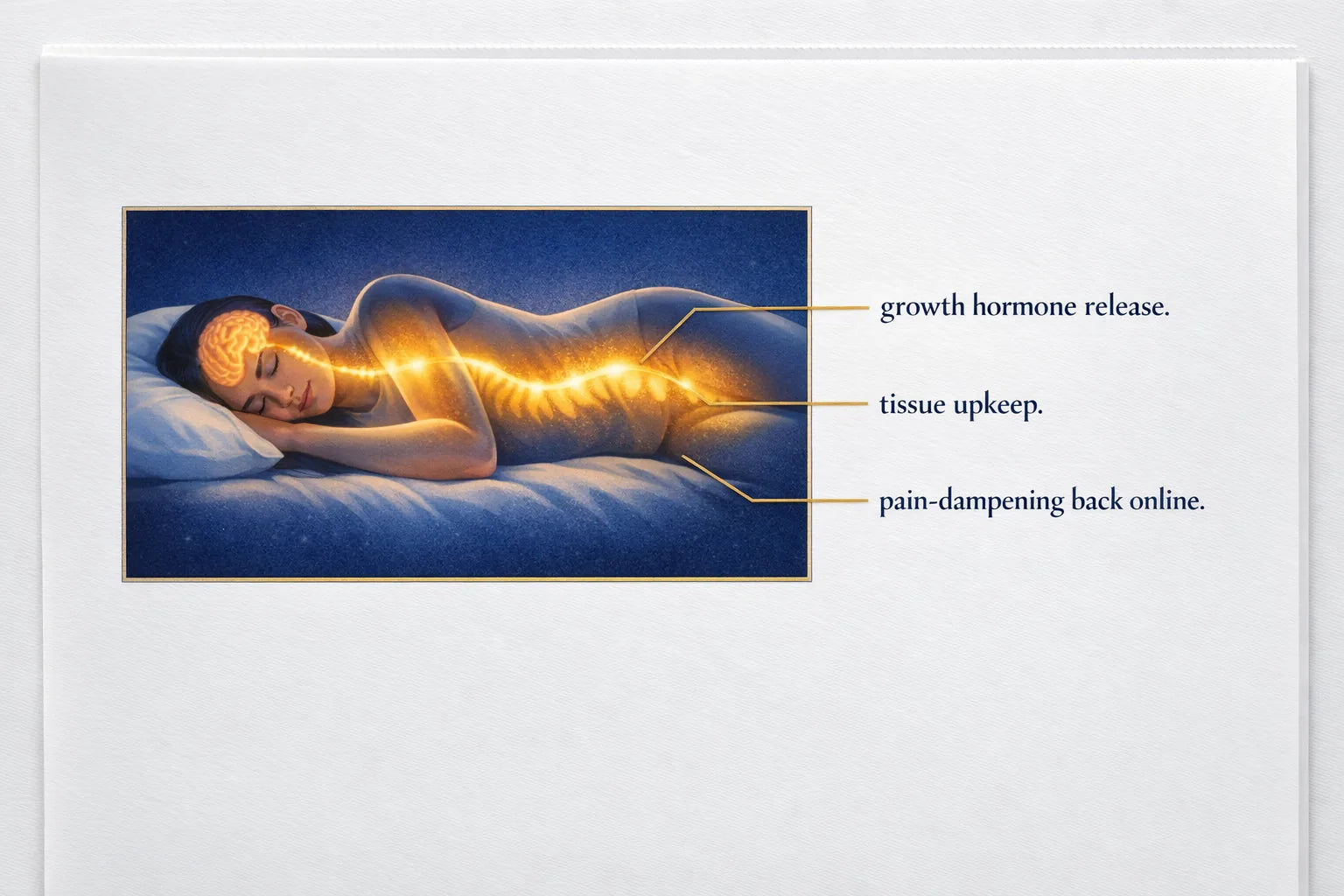 Warm cross-section illustration of a sleeping figure with a golden glow labelled growth hormone release, tissue upkeep and pain-dampening back online