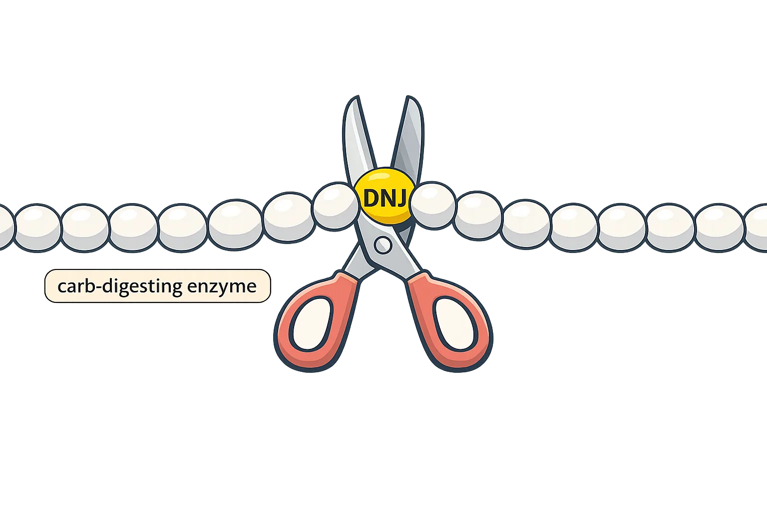 Scientific illustration of a carb-digesting enzyme drawn as scissors jammed by a lookalike DNJ bead