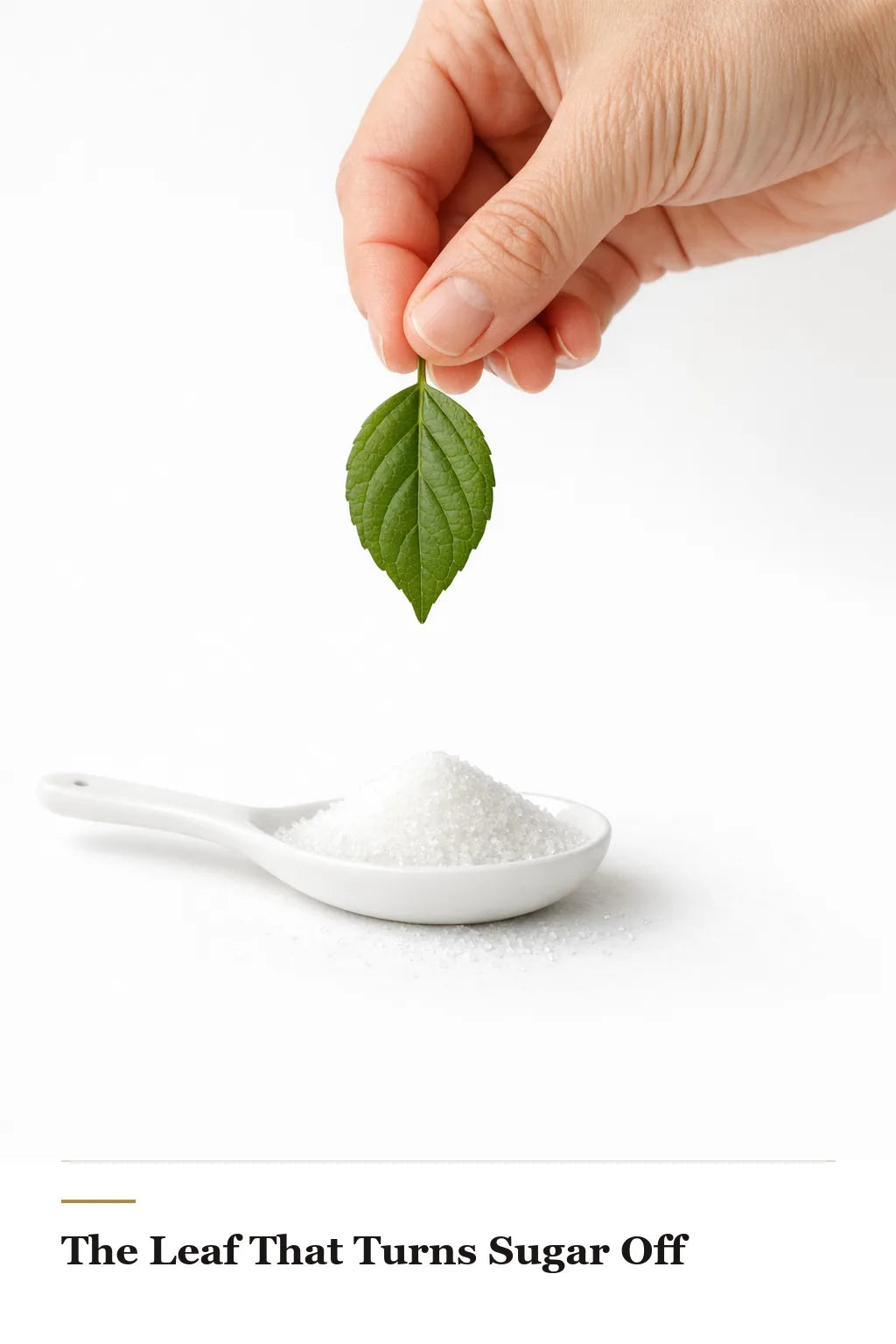 The Leaf That Turns Sugar Off