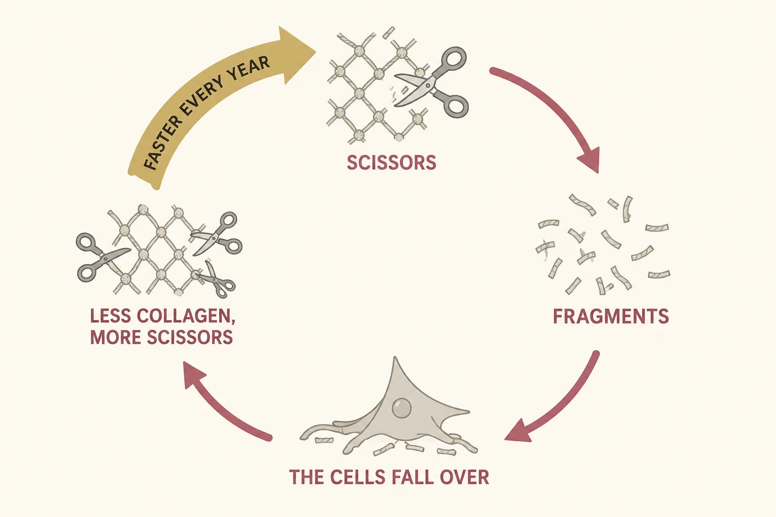 Infographic of a four-station vicious circle: scissors, fragments, the cells fall over, less collagen and more scissors