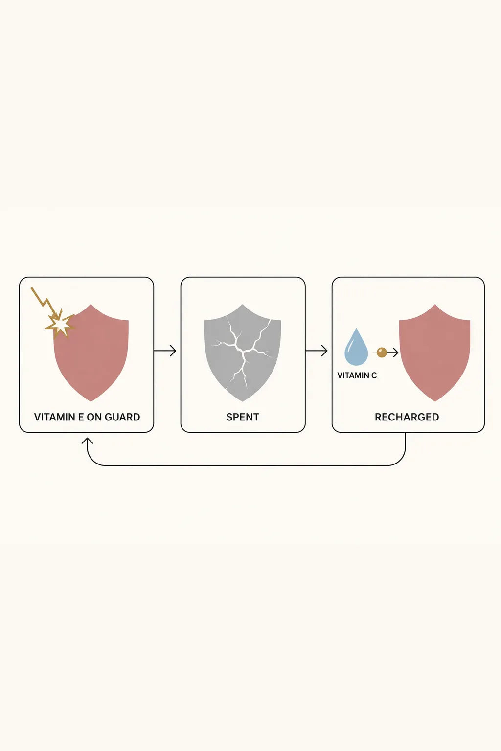 How one vitamin recharges the other