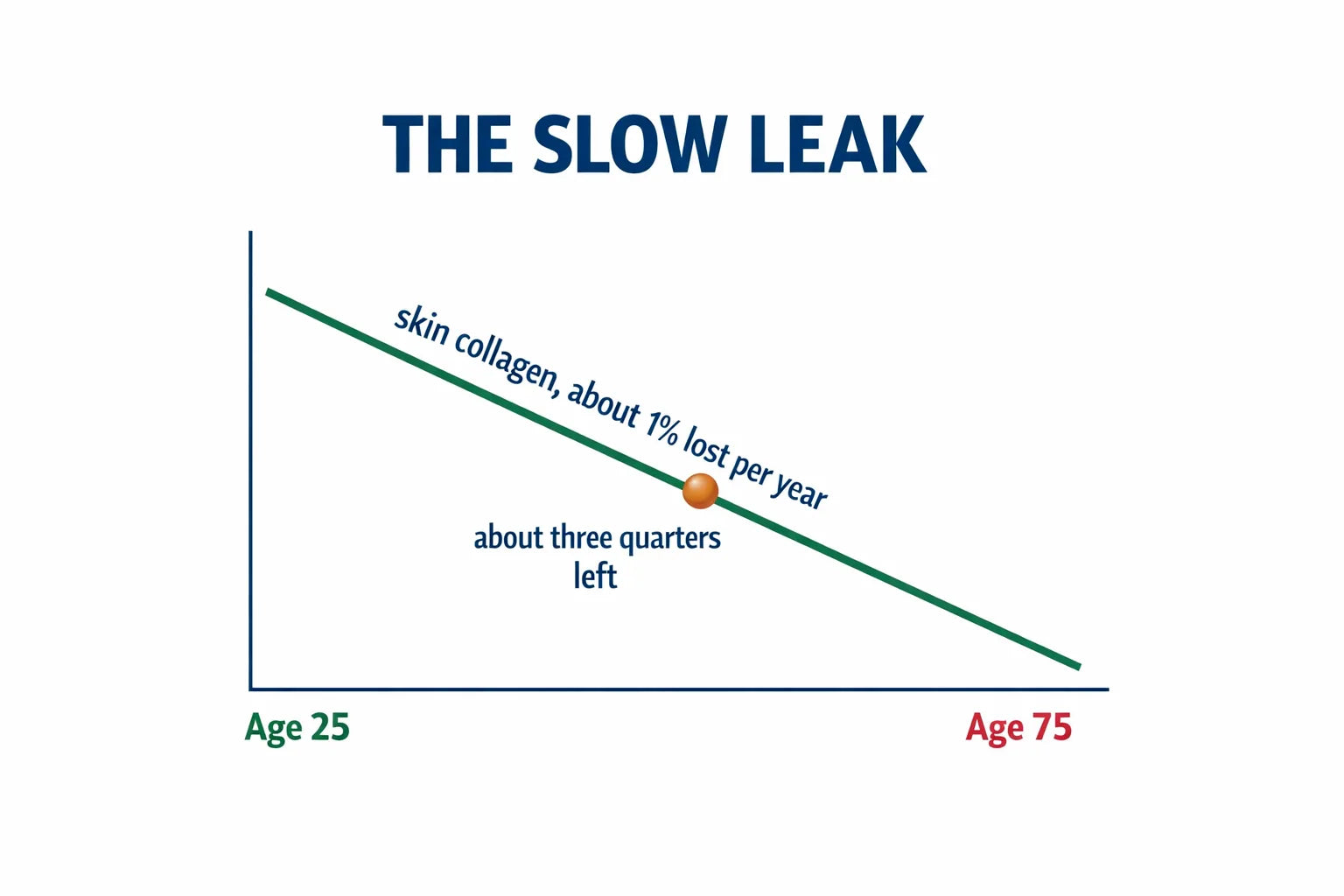 Line chart titled The Slow Leak showing skin collagen declining about one percent per year from age 25 to 75
