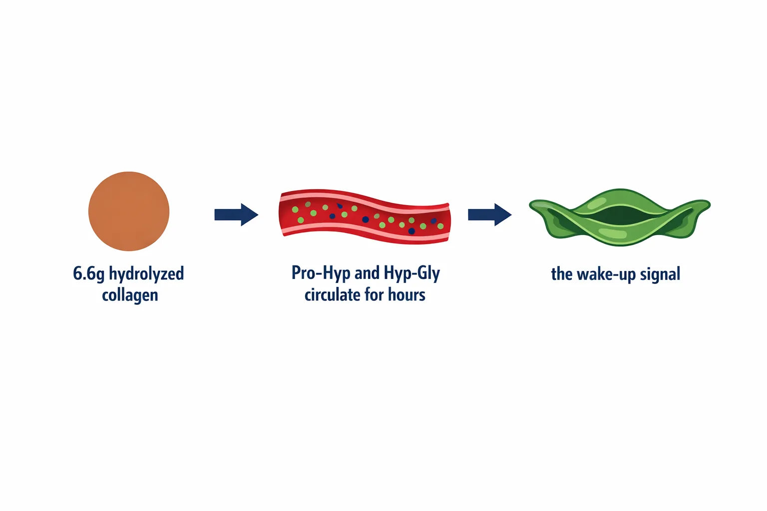 Three-panel process infographic showing a 6.6 gram serving, peptide fragments circulating in the blood, and a collapsed cell stretching open again
