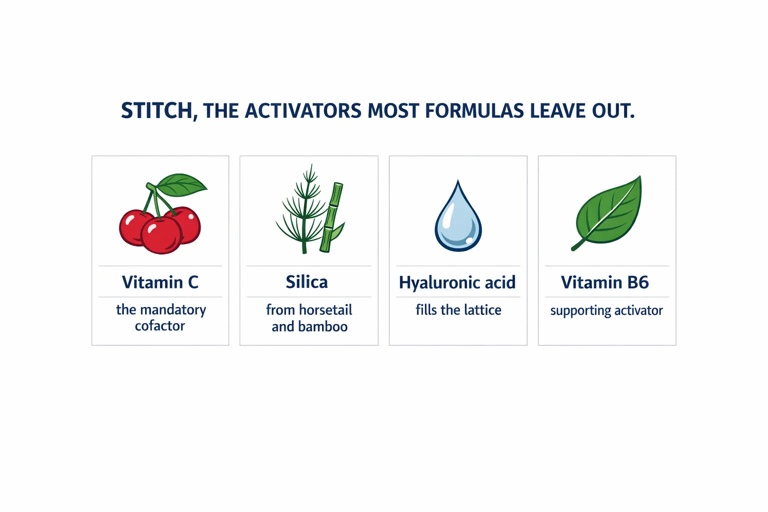 Botanical infographic of the four activators: acerola vitamin C, horsetail and bamboo silica, hyaluronic acid and vitamin B6
