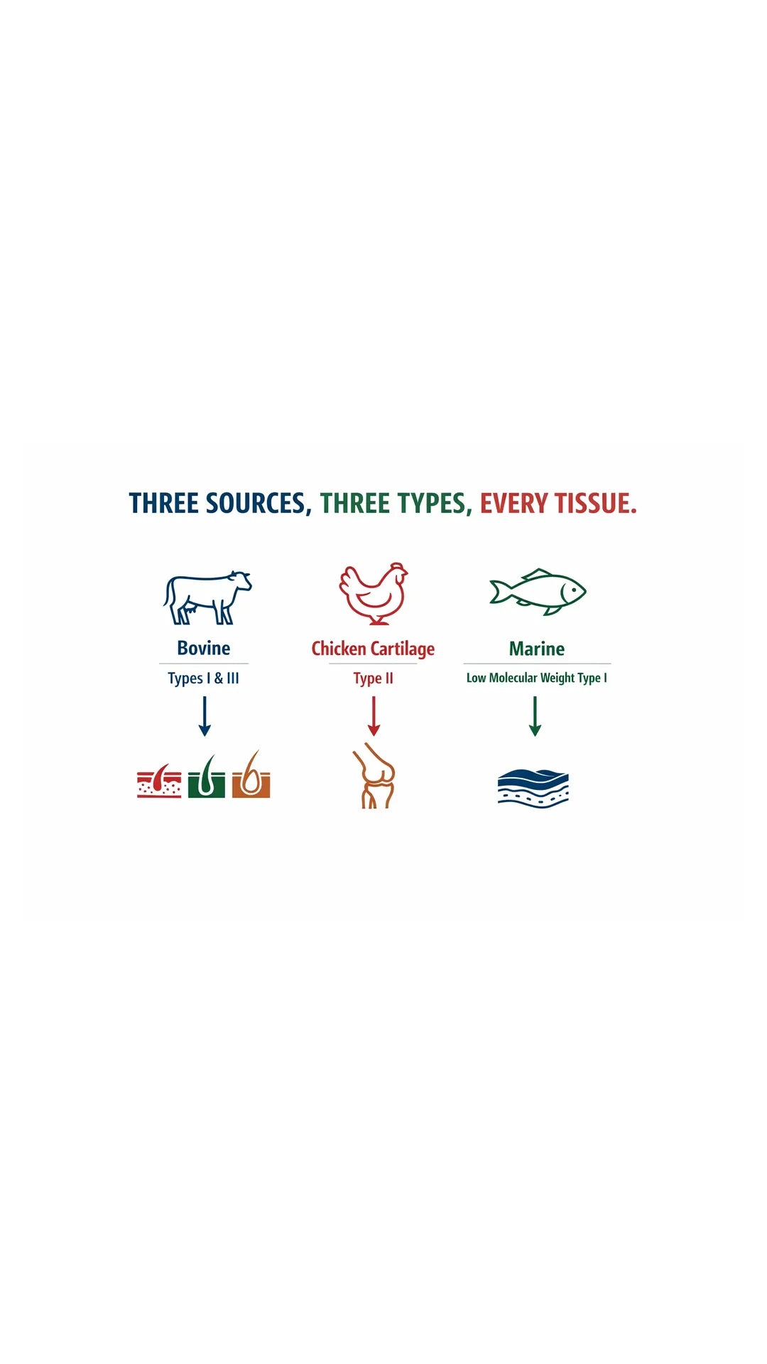 Diagram of bovine, chicken cartilage and marine collagen each pointing to the tissue it feeds