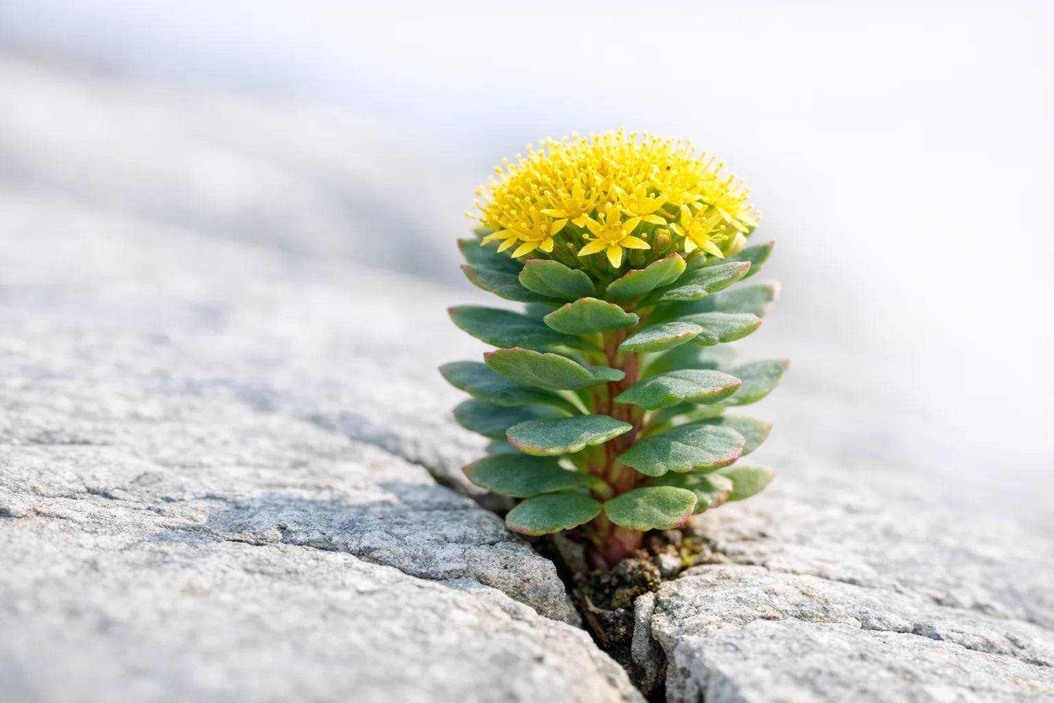 A rhodiola plant with a yellow flower head growing out of bare grey rock