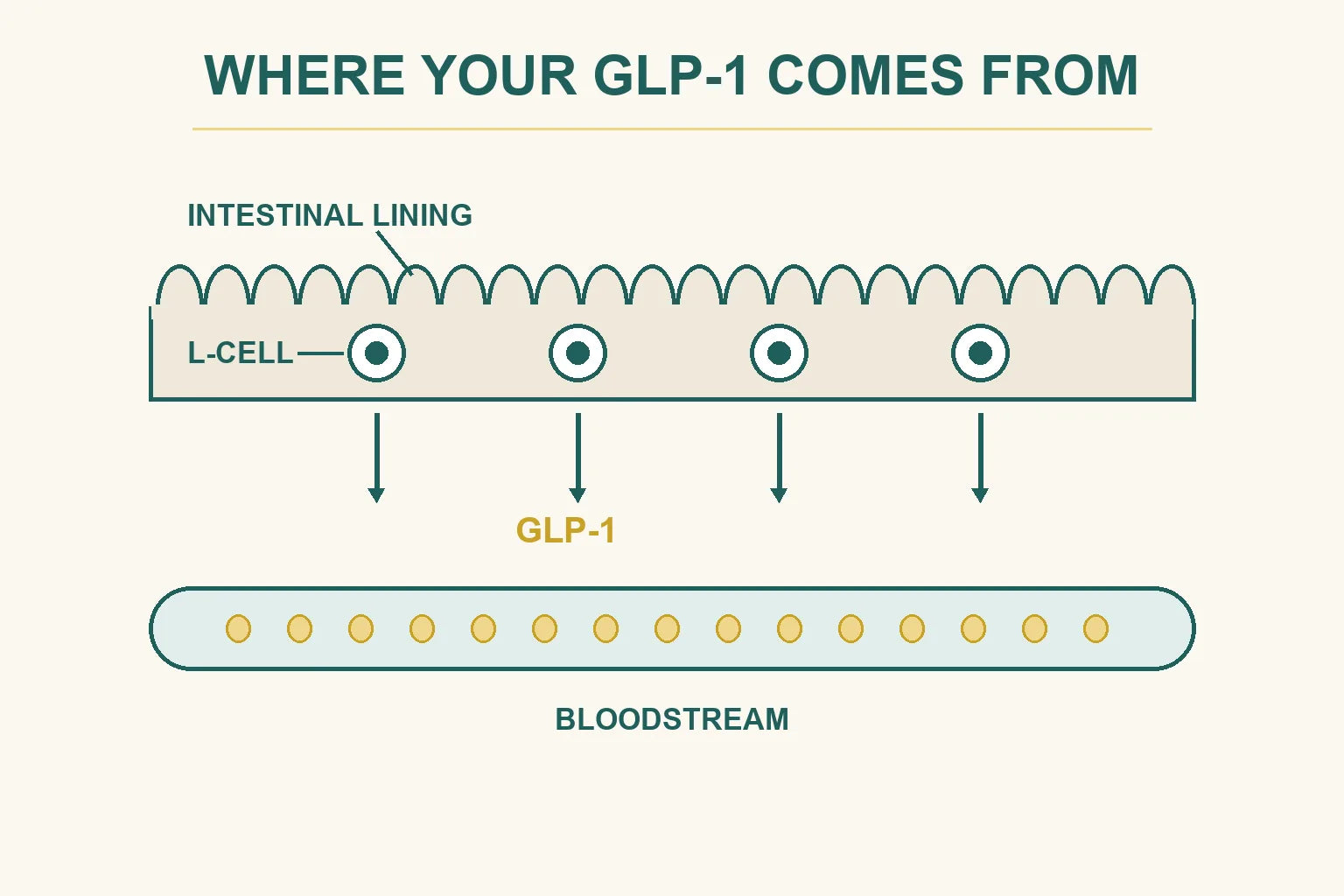 Medical infographic showing L-cells in the intestinal wall releasing GLP-1 into a blood vessel