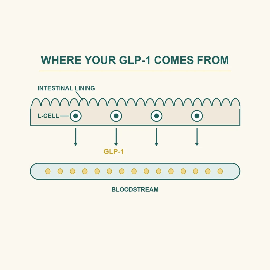 Where your GLP-1 comes from: L-cells in the intestinal lining