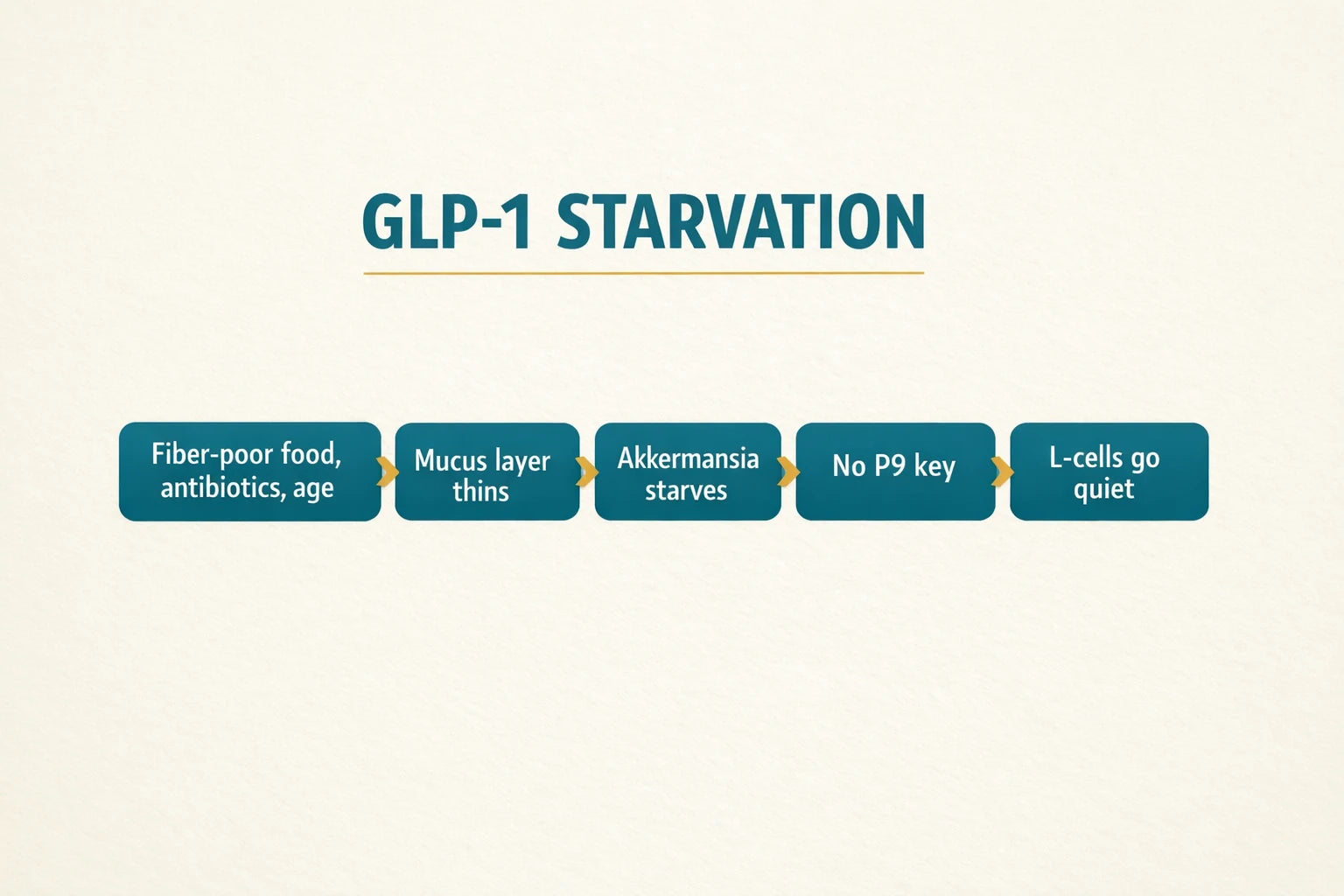 GLP-1 Starvation flow: fiber-poor food, antibiotics and age thin the mucus layer, Akkermansia starves, no P9 key, L-cells go quiet