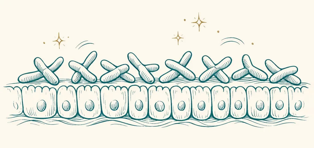 Illustration of Bifidobacterium infantis along a healthy gut lining
