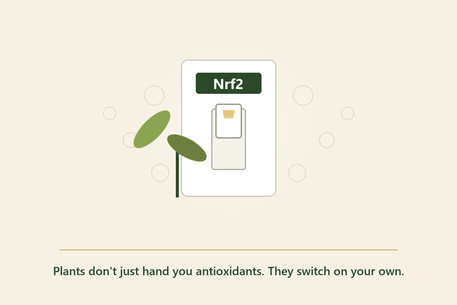 Illustration of a light switch labeled Nrf2 being flipped upward by a green sprout with a glow spreading through a network of cells