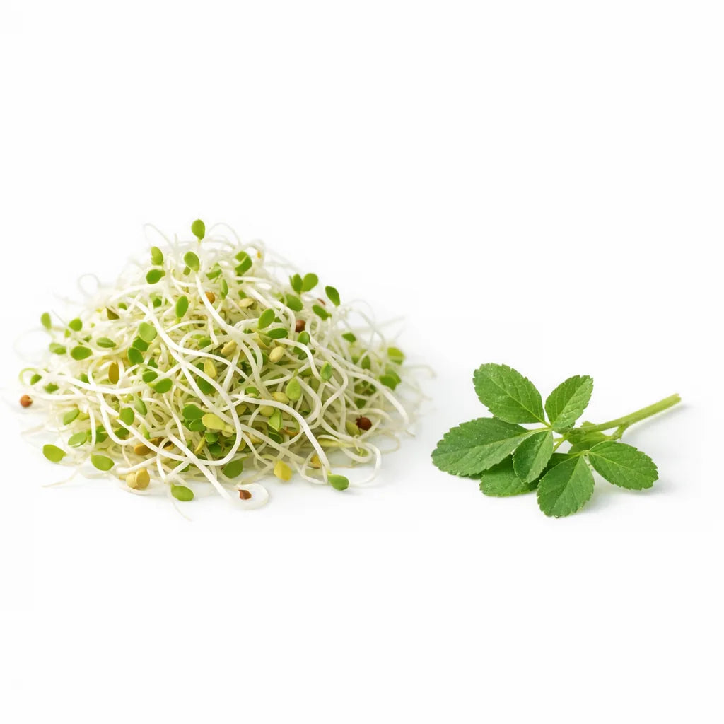 Fresh alfalfa sprouts and leaf