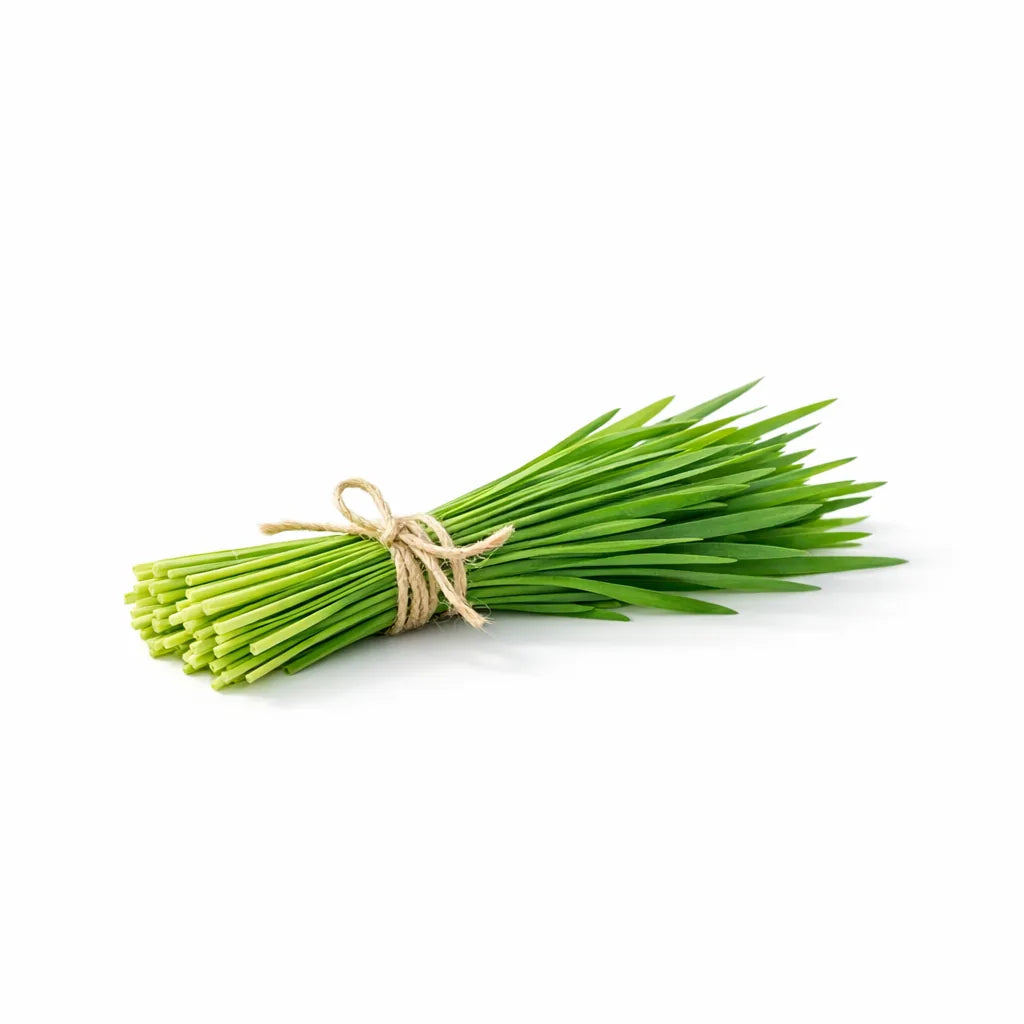 A bundle of fresh wheat grass blades