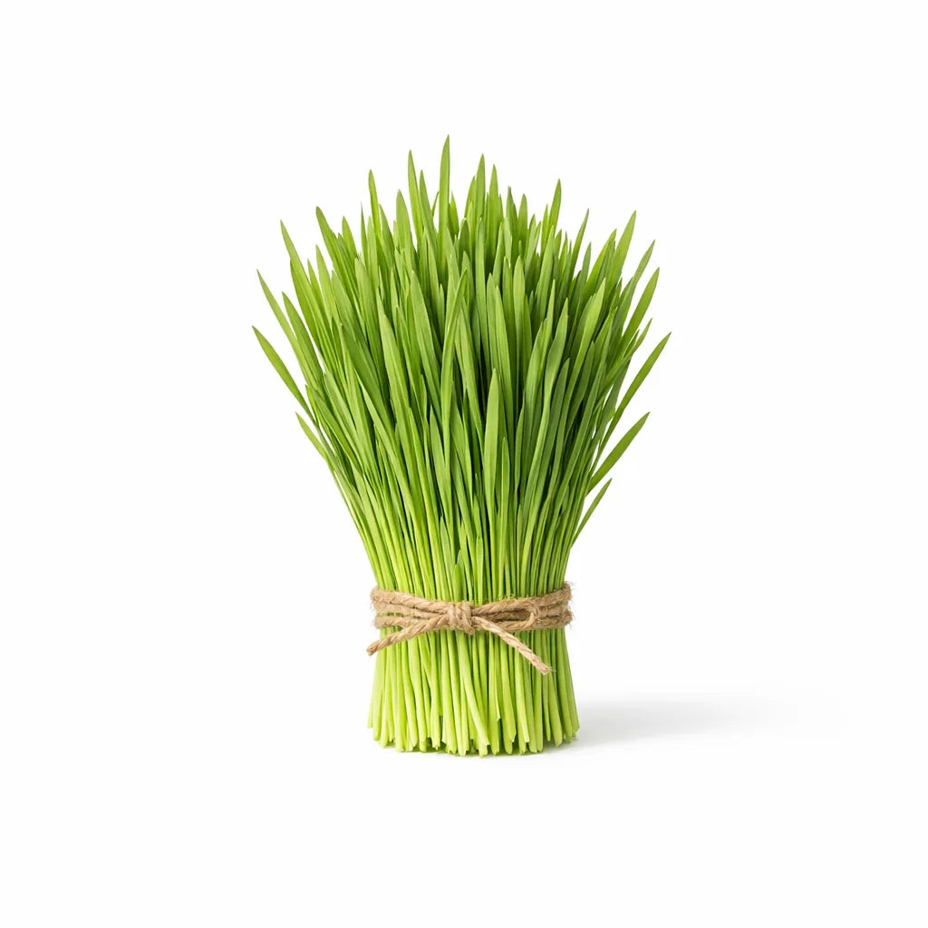 Fresh barley grass blades