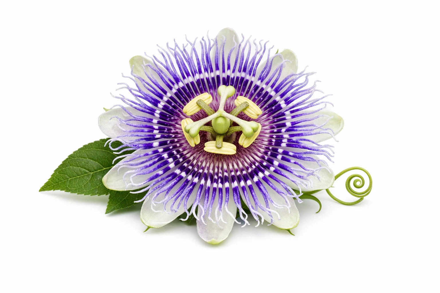 A passionflower bloom in macro detail