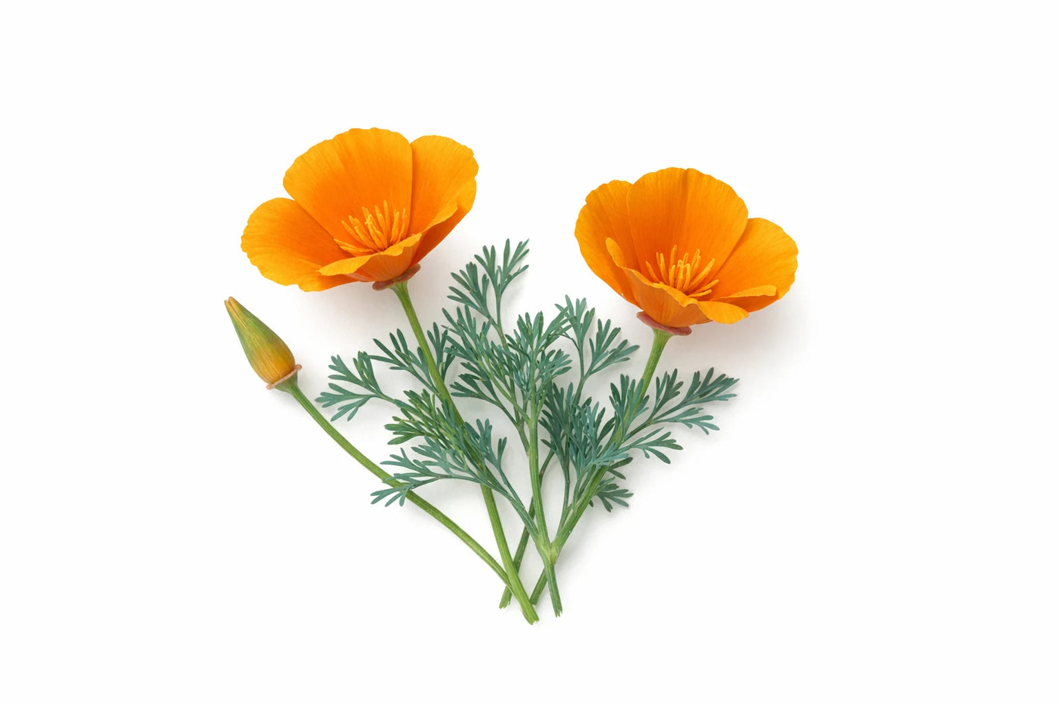 California poppy flowers with cupped orange petals