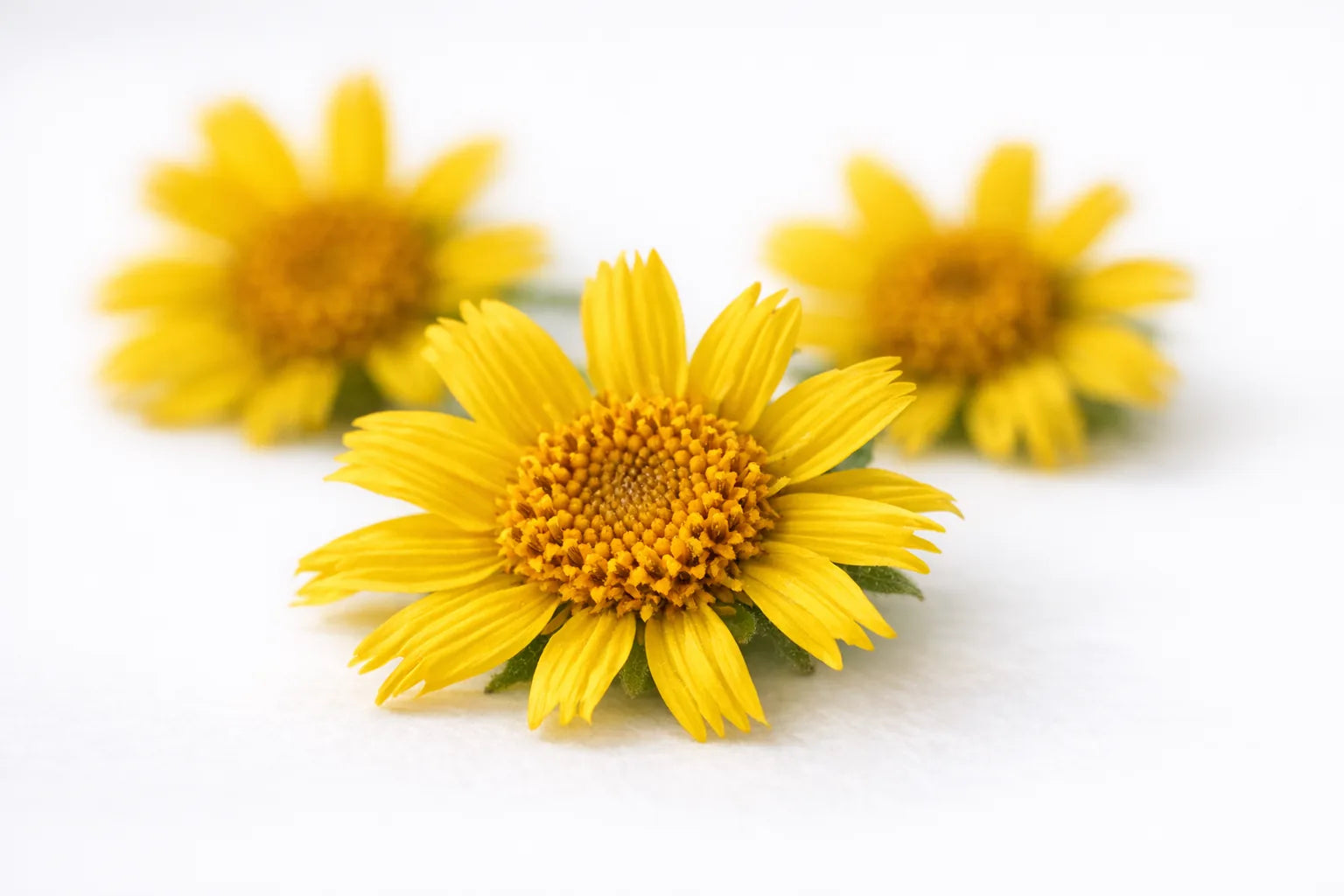 Fresh yellow arnica montana flowers with shaggy petals