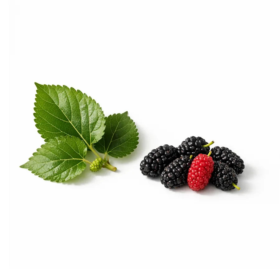 White mulberry leaves and berries
