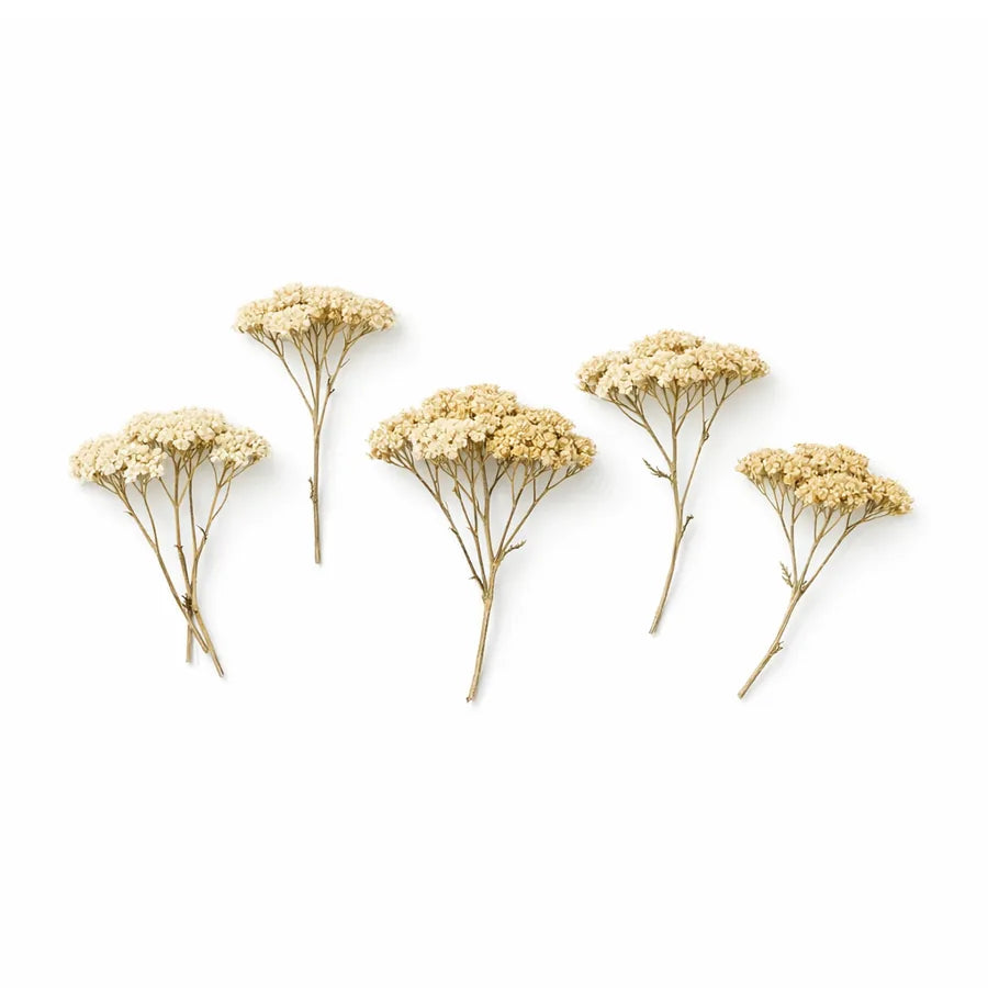 Dried yarrow flower heads